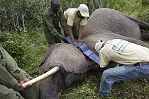 African Elephant (Loxodonta africana) female has GPS collar placed around her neck before relocation to Tsavo from Mwaluganje Elephant Sanctuary, Kenya