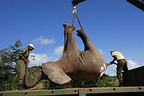 African Elephant (Loxodonta africana) loaded from pickup truck to a special truck for relocation to Tsavo from Mwaluganje Elephant Sanctuary, Kenya