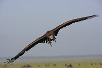 Lappet-faced Vulture (Torgos tracheliotus) flying, Ngorongoro Conservation Area, Tanzania