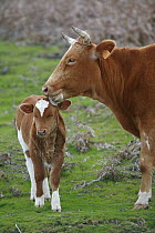 Domestic Cattle (Bos taurus), free ranging mother and calf, Paul da Serra Plateau, Madeira