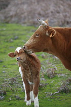 Domestic Cattle (Bos taurus), free ranging mother nuzzling calf, Paul da Serra Plateau, Madeira