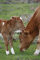 Domestic Cattle (Bos taurus), free ranging mother and calf, Paul da Serra Plateau, Madeira