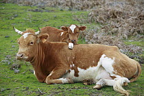 Domestic Cattle (Bos taurus), free ranging calf placing a hoof on its mother's back, Paul da Serra Plateau, Madeira