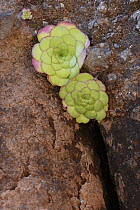 Stonecrop (Aeonium glandulosum) growing out of crevice, Pico Ariero, Madeira