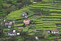 Hillside village and terraced fields, Madeira