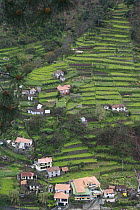 Hillside cillage and terraced fields, Madeira