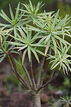 Madeira Mountain Stock (Euphorbia piscatoria) has extremely damaging sap, Madeira