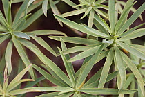 Madeira Mountain Stock (Euphorbia piscatoria) leaves, Madeira