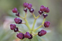 Madeira Mountain Stock (Euphorbia piscatoria) flowers, Madeira