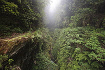 Ravine in primary forest, Ribeira dos Cedros, Madeira