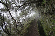 Tree Heath (Erica arborea) group and artificial canal in temperate primary forest, Madeira