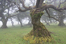 Til (Ocotea foetens) tree, a one century old specimen, Madeira