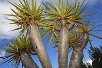 Canary Island Dragon Tree (Dracaena draco) trunk and leaves, Madeira