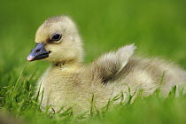 Greylag Goose (Anser anser) gosling, Austria