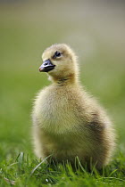 Greylag Goose (Anser anser) gosling, Austria