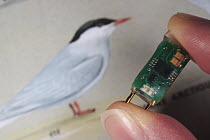 Arctic Tern (Sterna paradisaea) mini GPS recorder, Flatey Island, Iceland