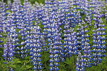 Nootka Lupine (Lupinus nootkatensis), an introduced species for fighting soil erosion, Iceland