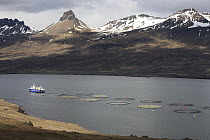 Fish farm in fjord, east Iceland