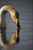 Whooper Swan (Cygnus cygnus) drinking, Iceland