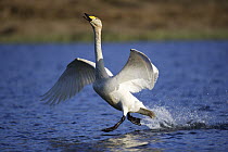 Whooper Swan (Cygnus cygnus) male chasing intruder from nesting area, east Iceland