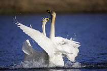 Whooper Swan (Cygnus cygnus) fighting, east Iceland