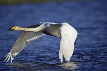 Whooper Swan (Cygnus cygnus) flying low over the water, east Iceland