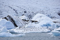 Arctic Tern (Sterna paradisaea) group on iceberg in Jokulsarlon Lagoon, Iceland