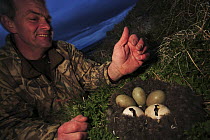 Greylag Goose (Anser anser) eggs near hatching are collected and incubated by humans to produce tame adults, Iceland