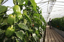 Greenhouse growing green peppers heated by geothermal spring, Hveragerdi, Iceland