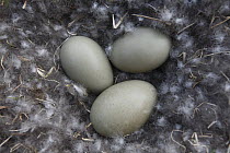 Common Eider (Somateria mollissima) eggs in nest, Iceland