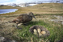 Common Eider (Somateria mollissima) female next to her nest, Aedey Island, Iceland