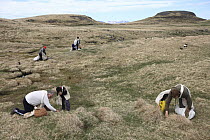 Common Eider (Somateria mollissima) down is replaced by hay during down collection, Aedey Island, Iceland