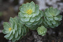 Roseroot Stonecrop (Rhodiola rosea), Snaefell Nature Reserve, Iceland
