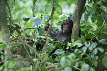 Eastern Chimpanzee (Pan troglodytes schweinfurthii) juvenile in nest for the night, Gombe National Park, Tanzania