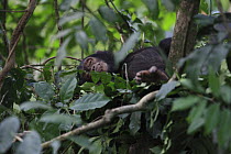 Eastern Chimpanzee (Pan troglodytes schweinfurthii) juvenile sleeping in his nest, Gombe National Park, Tanzania