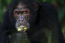 Eastern Chimpanzee (Pan troglodytes schweinfurthii) male eating mango, Gombe National Park, Tanzania