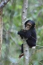 Eastern Chimpanzee (Pan troglodytes schweinfurthii) young holding a tree, Gombe National Park, Tanzania