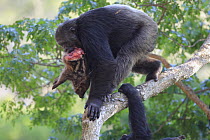 Eastern Chimpanzee (Pan troglodytes schweinfurthii) , Frodo the dominant male and hunter, with a Red River Hog (Potamochoerus porcus) piglet carcass, Gombe National Park, Tanzania