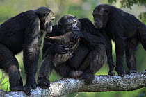 Eastern Chimpanzee (Pan troglodytes schweinfurthii) , Frodo the dominant male and hunter, eating a Red River Hog (Potamochoerus porcus) piglet with two females begging, Gombe National Park, Tanzania