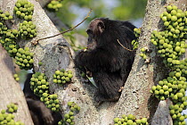 Eastern Chimpanzee (Pan troglodytes schweinfurthii) male in fig tree, Gombe National Park, Tanzania