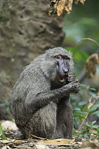 Olive Baboon (Papio anubis) cracking palm nuts with teeth, Gombe National Park, Tanzania