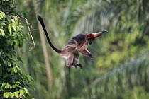 Western Red Colobus (Procolobus badius) male jumping from tree to tree, Gombe National Park, Tanzania