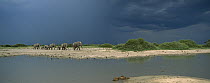 African Elephant (Loxodonta africana) herd walking along waterhole in summer, Chobe National Park, Botswana