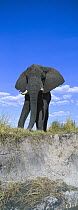 African Elephant (Loxodonta africana) adult, Bank of Chobe National Park, Botswana