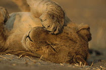 African Lion (Panthera leo) laying on ground with paw over it's eye, summer, Moremi Wildlife Reserve, Botswana