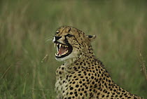 Cheetah (Acinonyx jubatus) female snarling at male, summer time, Phinda Resource Reserve, South Africa