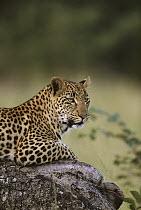 Leopard (Panthera pardus) juvenile, summer, Sabi Sand Game Reserve, South Africa
