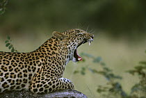 Leopard (Panthera pardus) juvenile yawning, summer, Sabi Sand Game Reserve, South Africa