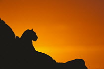 Leopard (Panthera pardus) cub silhouetted against orange sky at sunset, summer, Sabi Sand Game Reserve, South Africa