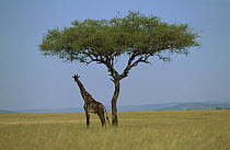 Masai Giraffe (Giraffa tippelskirchi) adult standing under an acacia tree, Masai Mara, Kenya